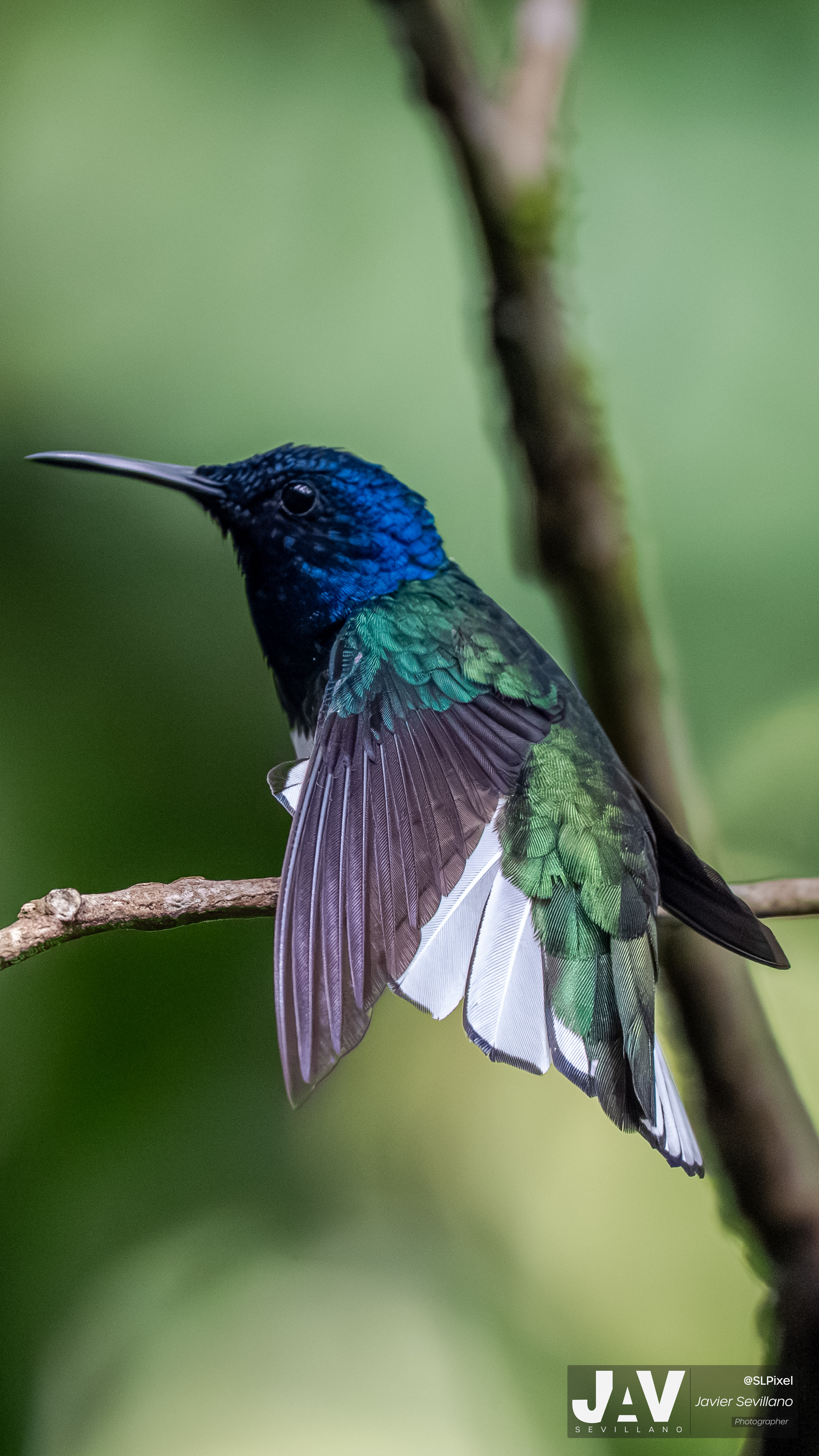PANAMA RAINFOREST — 54
