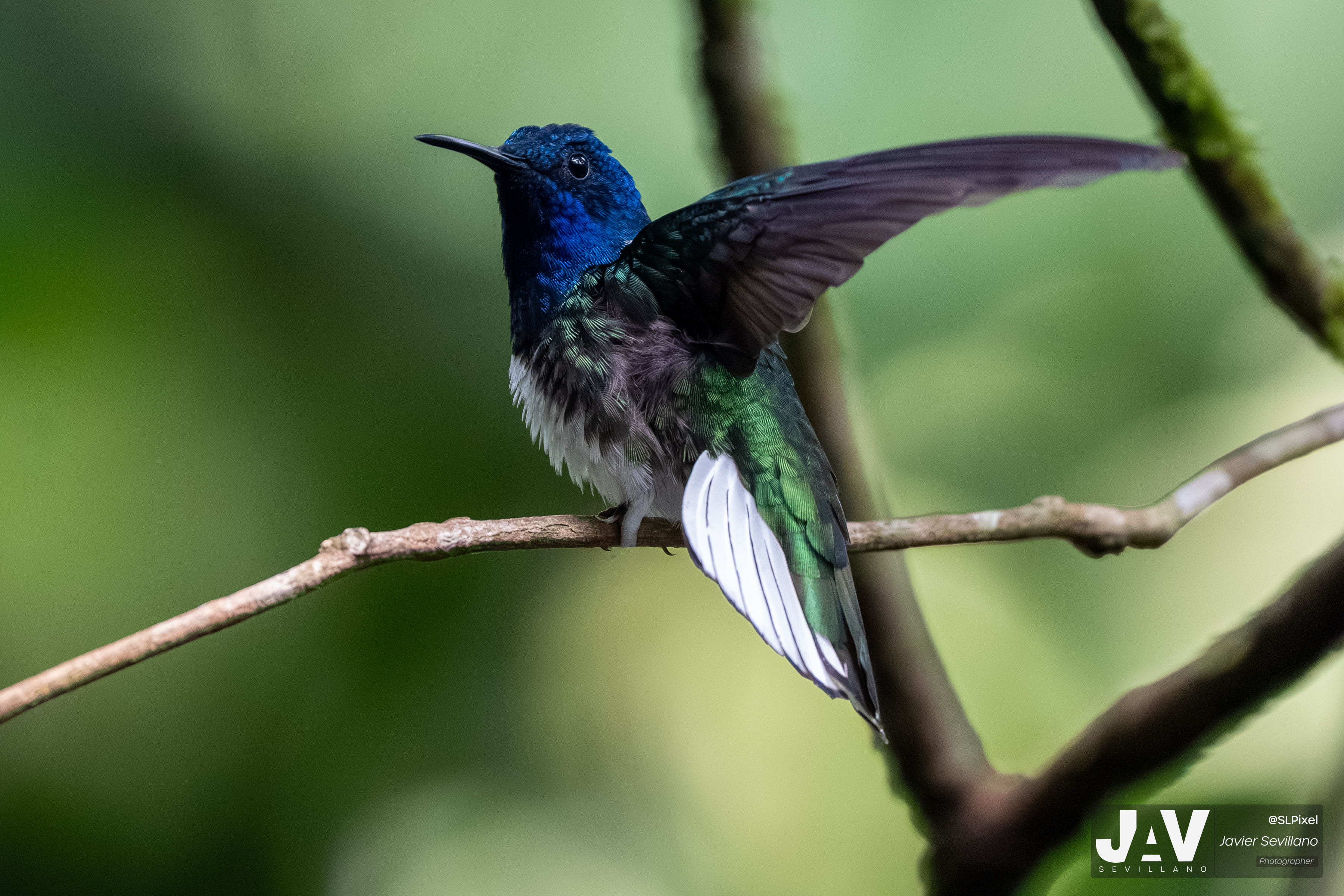 PANAMA RAINFOREST — 55