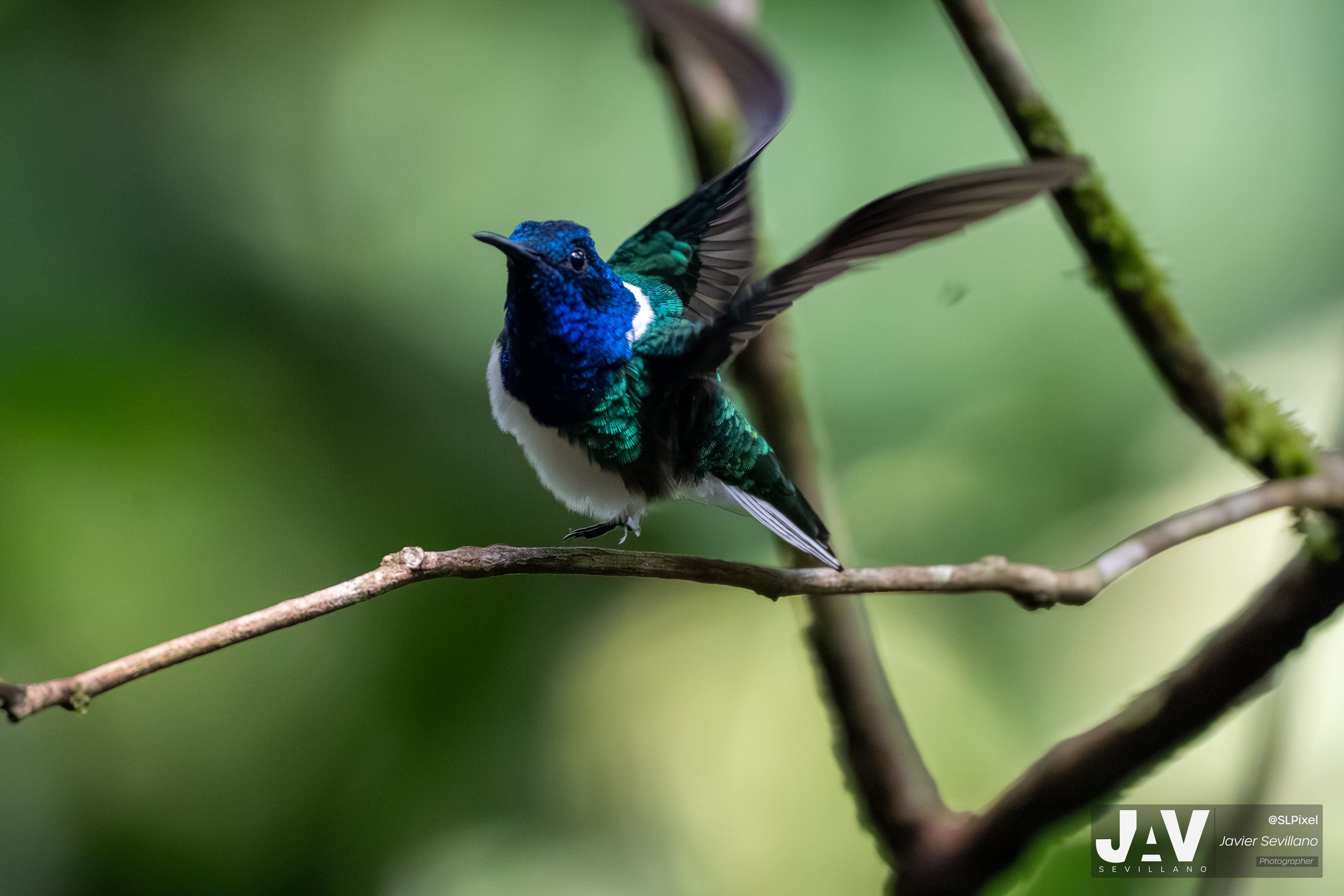 PANAMA RAINFOREST — 56